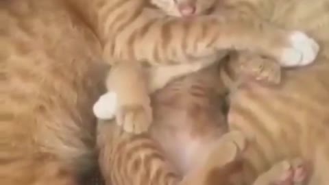 cats family love