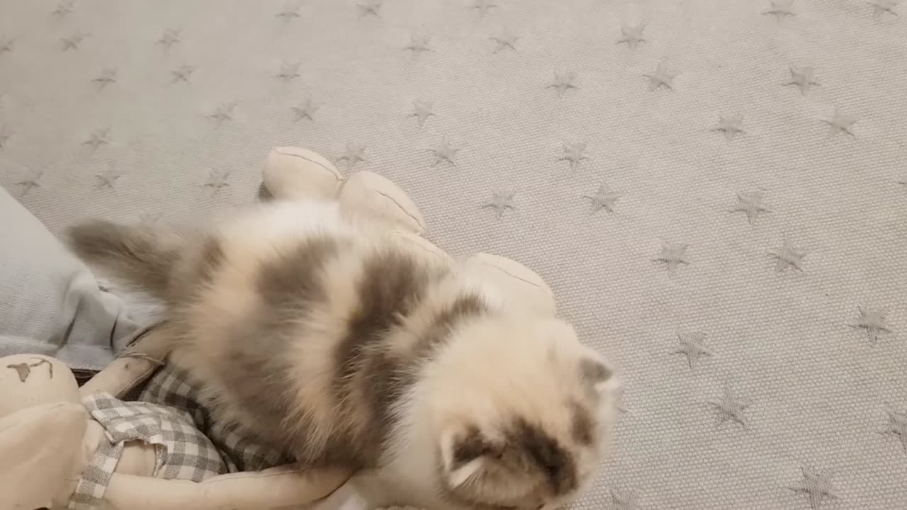 Cute cat playing with owner ❤️