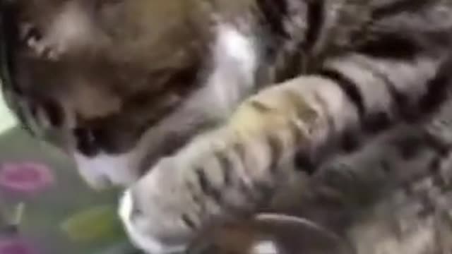 A very funny cat who drunk too much