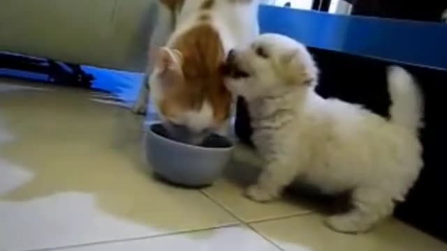 Winning cats and dogs eat extremely cute
