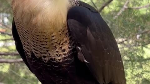 Color Changing Bird