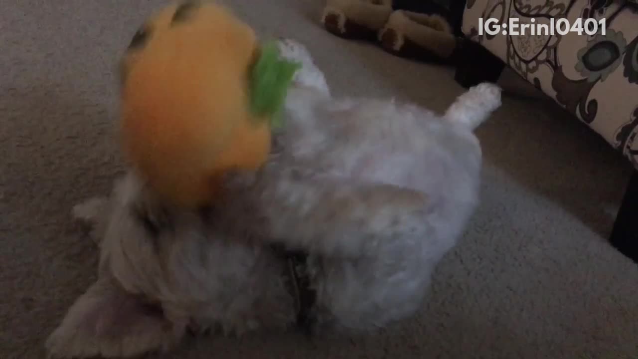 Brown dog laying on carpet on its back playing with pumpkin toy