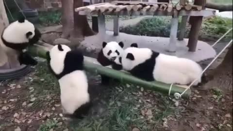 Funny Videos of Fun Animals 2021 - Funny and Cute Panda Bear