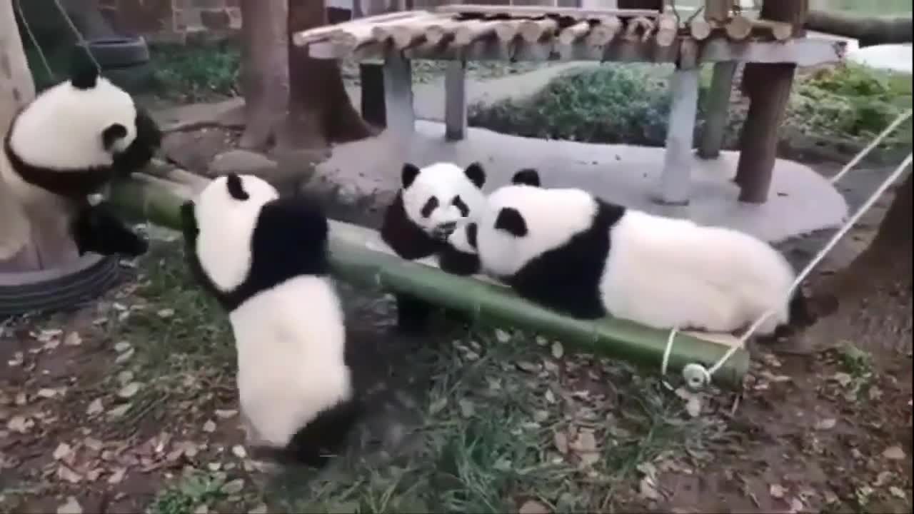 Funny Videos of Fun Animals 2021 - Funny and Cute Panda Bear