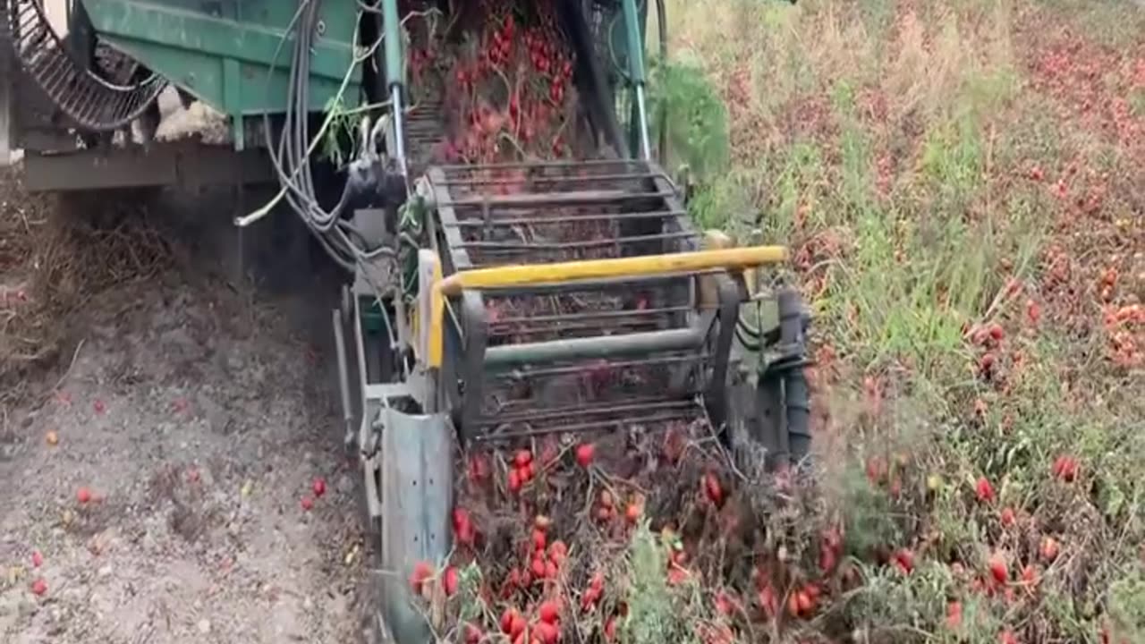 TOMATOES HARVESTING