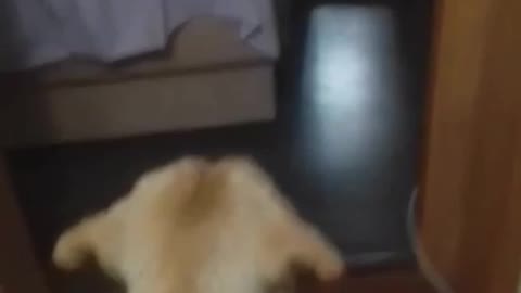 The Dog Saw Himself in the Mirror. Funny Reaction.Пес Увидел Себя в Зеркале. Забавная Реакция.