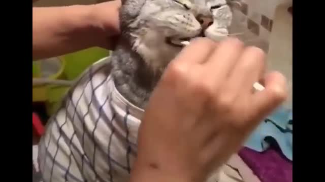 AE Funniest Cats 😹 - Don't try to hold back Laughter 😂 - Funny Cats Life