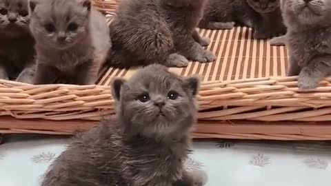 Funny and cute cats