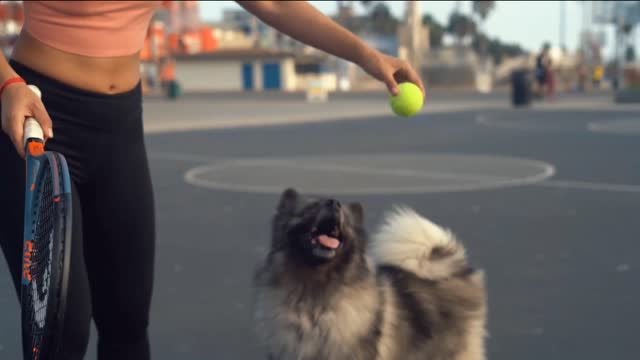 Funny Dog Video