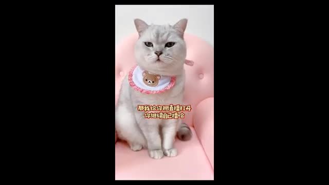 CUT CAT ANIMAL COMPILATION