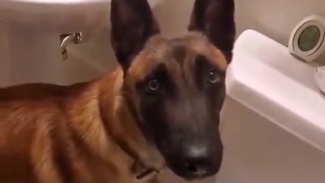 Dressage level: Expert, German shepherd knows how to use a restroom