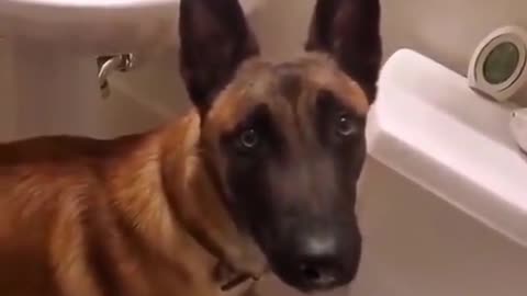 Dressage level: Expert, German shepherd knows how to use a restroom