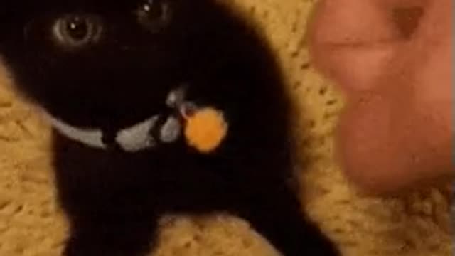 Lovely Black Cat Playing With His Boss