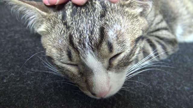 Cute Little Cat Sleeps with the Paw under His Head