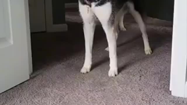 Told My Dog You Can’t Get On The Yoga Mat