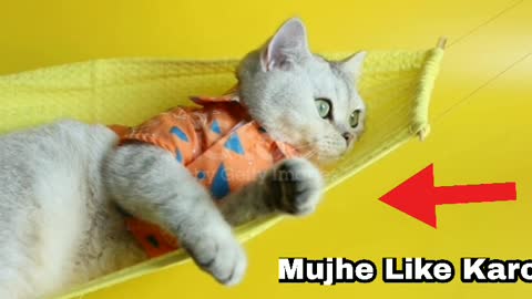 cutest baby Cat
