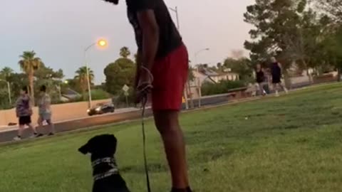 REACTIVE DOG. CHECK THE LINK DESCRIPTION FOR DOG TRAINING!! #SHORTS