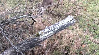 Buck Stands On Hind Legs!! #hunting #short #shortvideo #deerhunting #fall #archery #shooting #rut