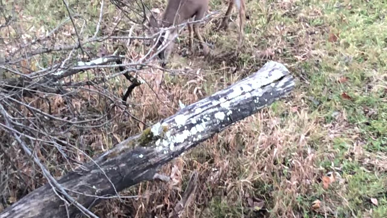 Buck Stands On Hind Legs!! #hunting #short #shortvideo #deerhunting #fall #archery #shooting #rut