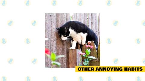 Cat Training Tips-Basic