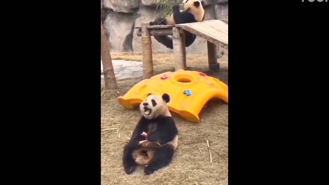 Funny moments of pandas part 3