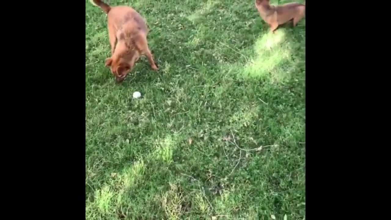 ANIMAL'S COMPILATION