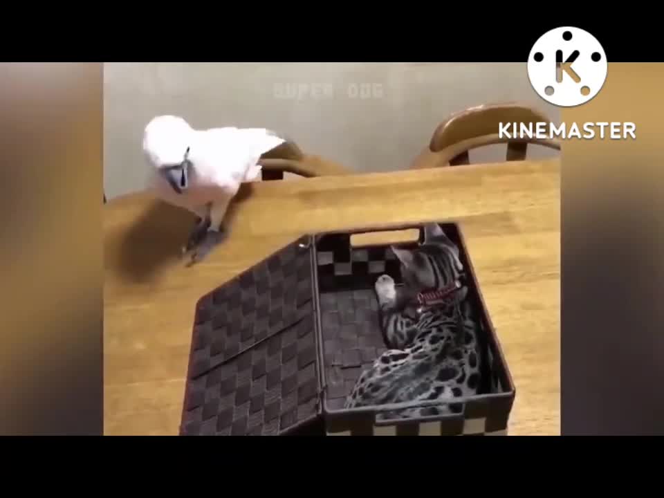 Pet parrot and funny cats