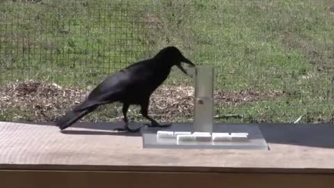 Inteligent crow drinking water