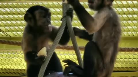 monkey