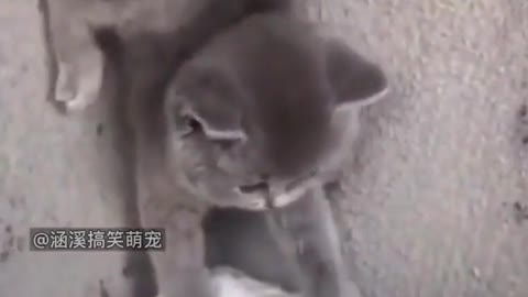 Funny, cute, cute cat # record the daily life of a cat.