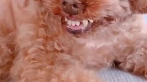 Funny Dog Laughing _ Funny Dog Video