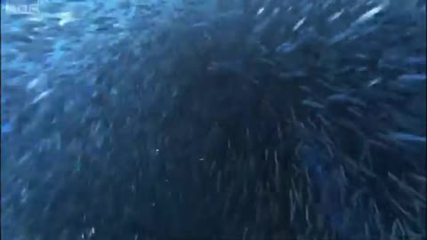 Whale Shark | Planet Earth | BBC Earth