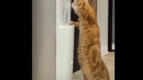 Funny cat compilation (14) 2021