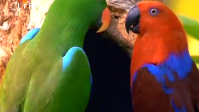 Very bright parrots