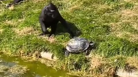 Animal funny moments