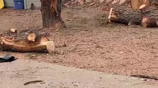 Falling Tree Slab Sticks the Landing