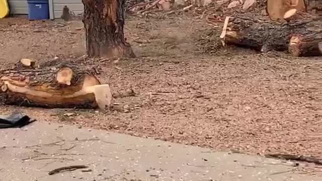 Falling Tree Slab Sticks the Landing