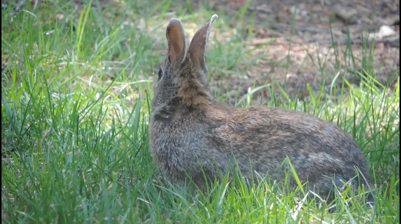 Cute Rabbits Funny