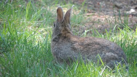 Cute Rabbits Funny