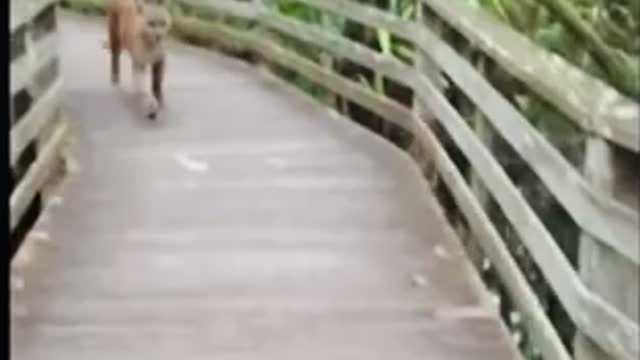 Cat being wild follows a girl in the woods