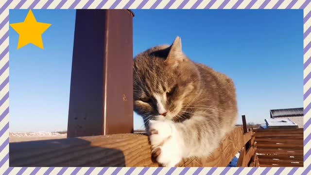 ANIMAL CAT 🐈🐈FUNNY 😺 VIDEO 🌎