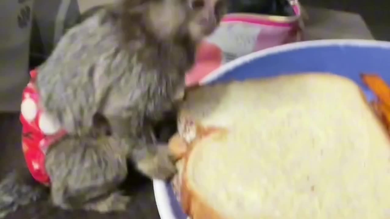 Baby Marmoset Eating off Dads Plate