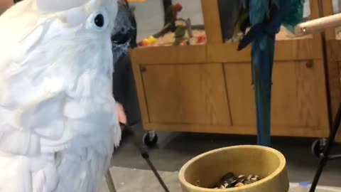 Energetic Parrot Puts on a Show