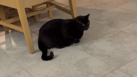 Cute Precious Piper Thinks Uplifting Thoughts - Adopting a Cat from a Shelter Vlog
