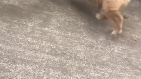 mascotas divertidas