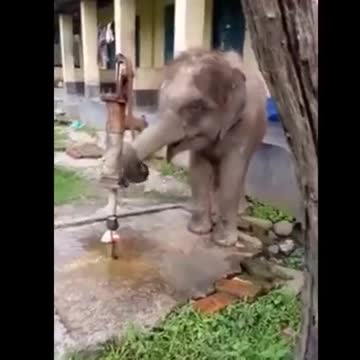 Baby Elephant thirsty