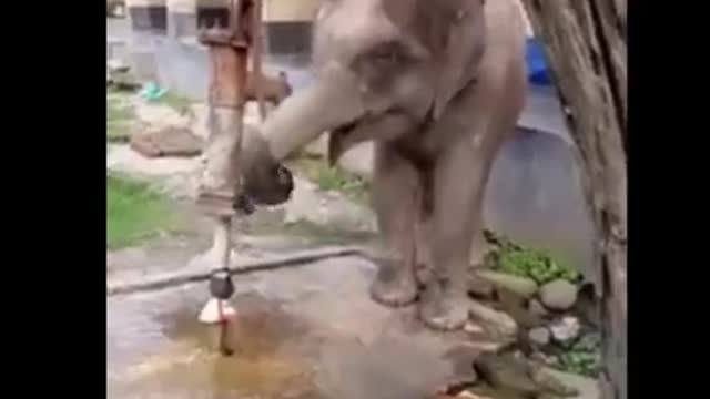 Baby Elephant thirsty