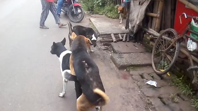 Heroic Dog Rescues Two Dogs Trapped In A Moving Kayak