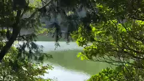 In the green forest. lake