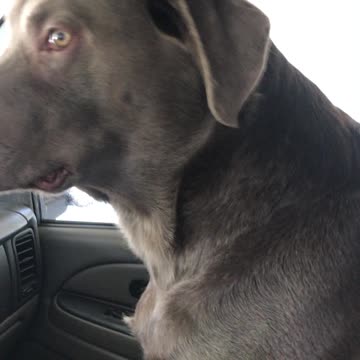 Nope, don’t like the car wash.